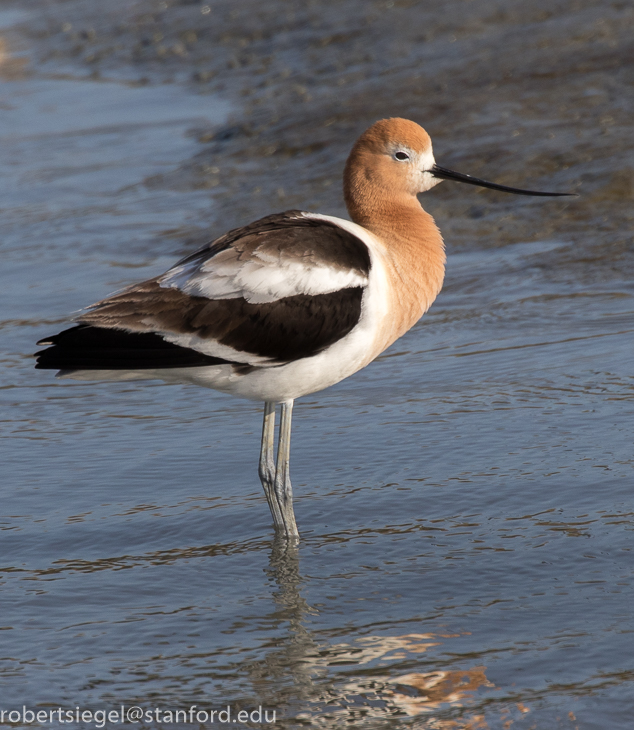 baylands